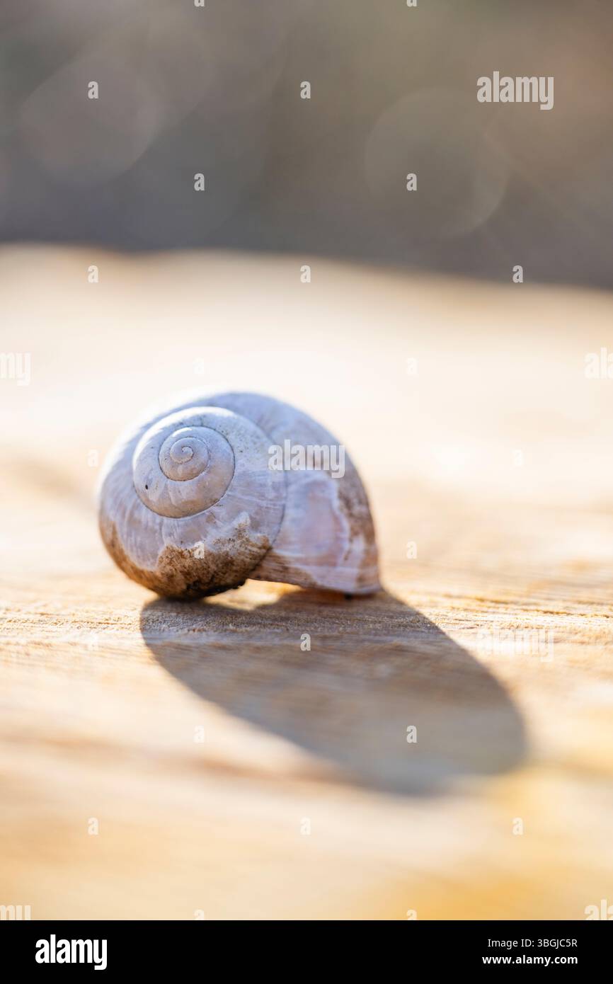 Empty Helix Shell Empty housing of the Burgundy snail (Helix pomatia), Germany, Europe ...