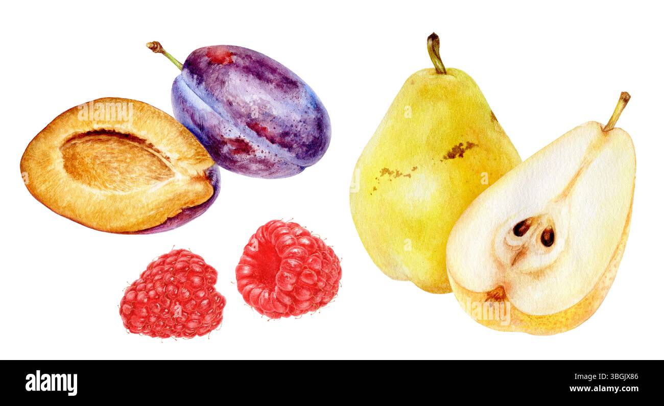 Watercolor Realistic Pear, Plum and Raspberry Illustration, Juicy Fruit ...