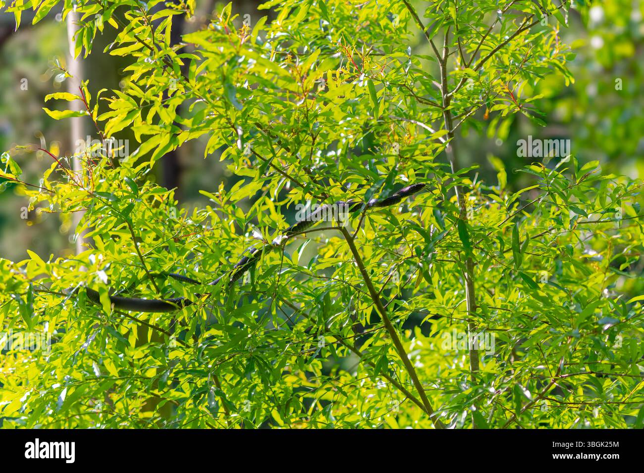 N Eastern Racers The eastern racer, or North American racer (Coluber constrictor ...