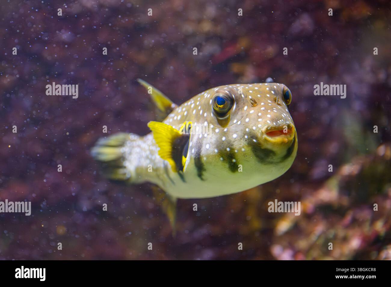 white-spotted puffer fish (Arothron hispidus) swimming under water, captive, Germany, Europe Stock Photo