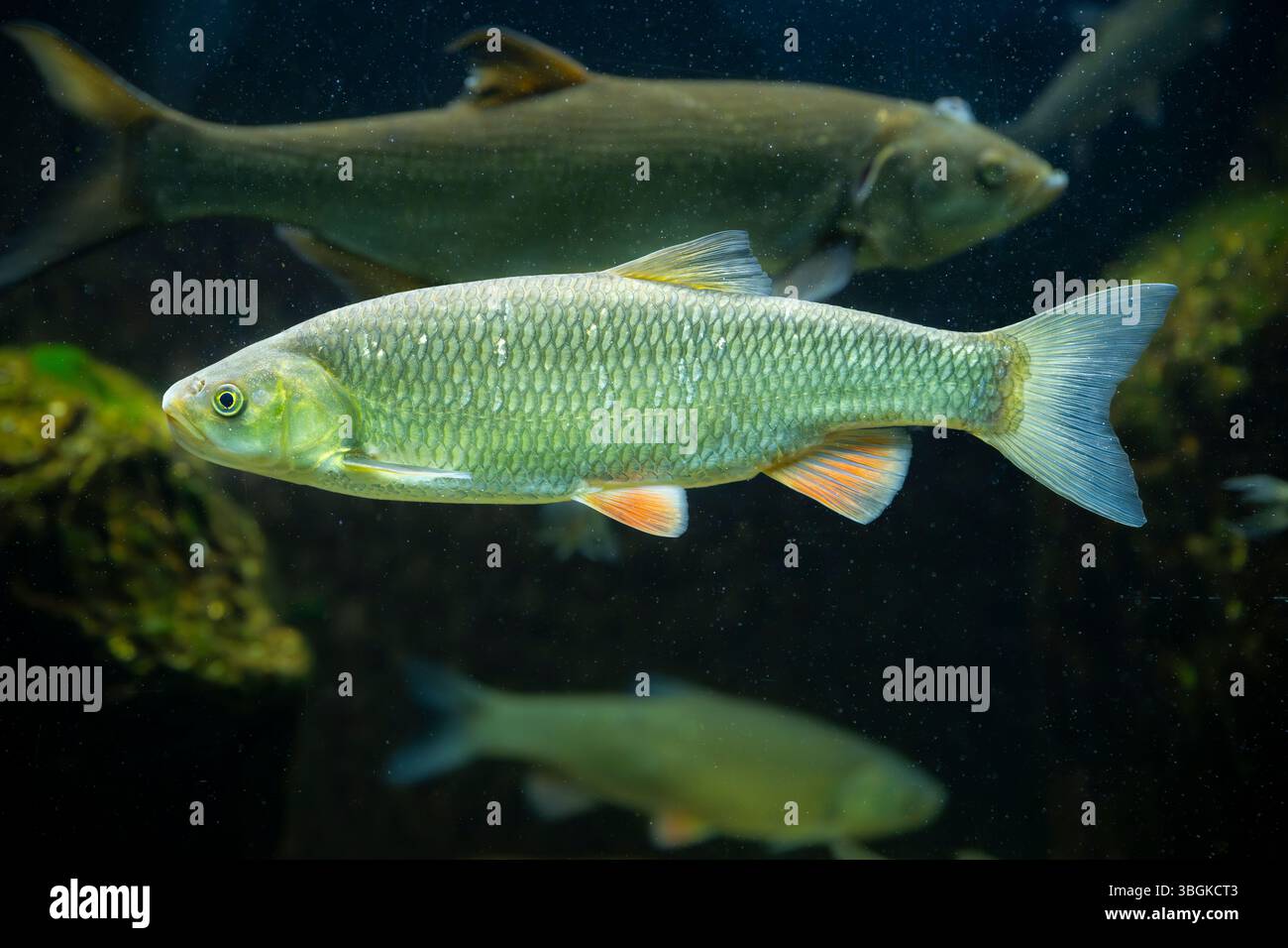 Common Rudd World Record Common rudd (Scardinius erythrophthalmus) swimming under water, Bavaria ...