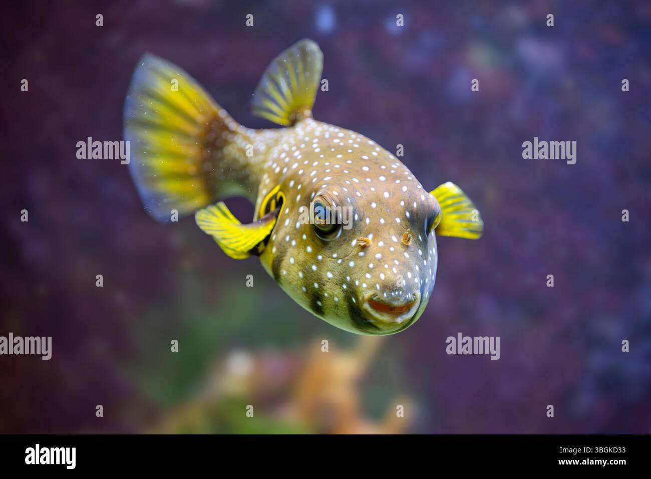 white-spotted puffer fish (Arothron hispidus) swimming under water, captive, Germany, Europe Stock Photo