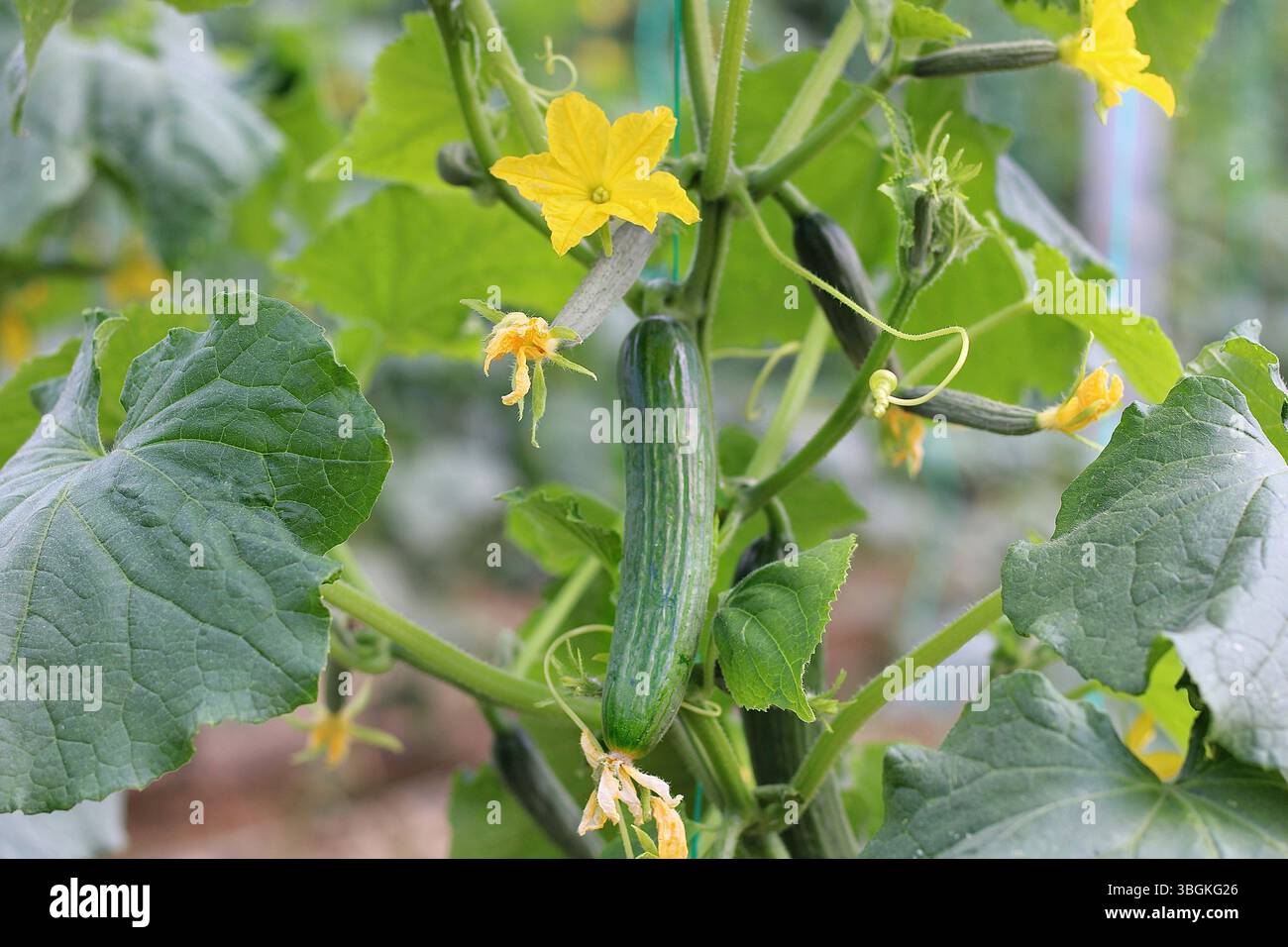 buy chinese money plant Chinese Money Plant main image 0