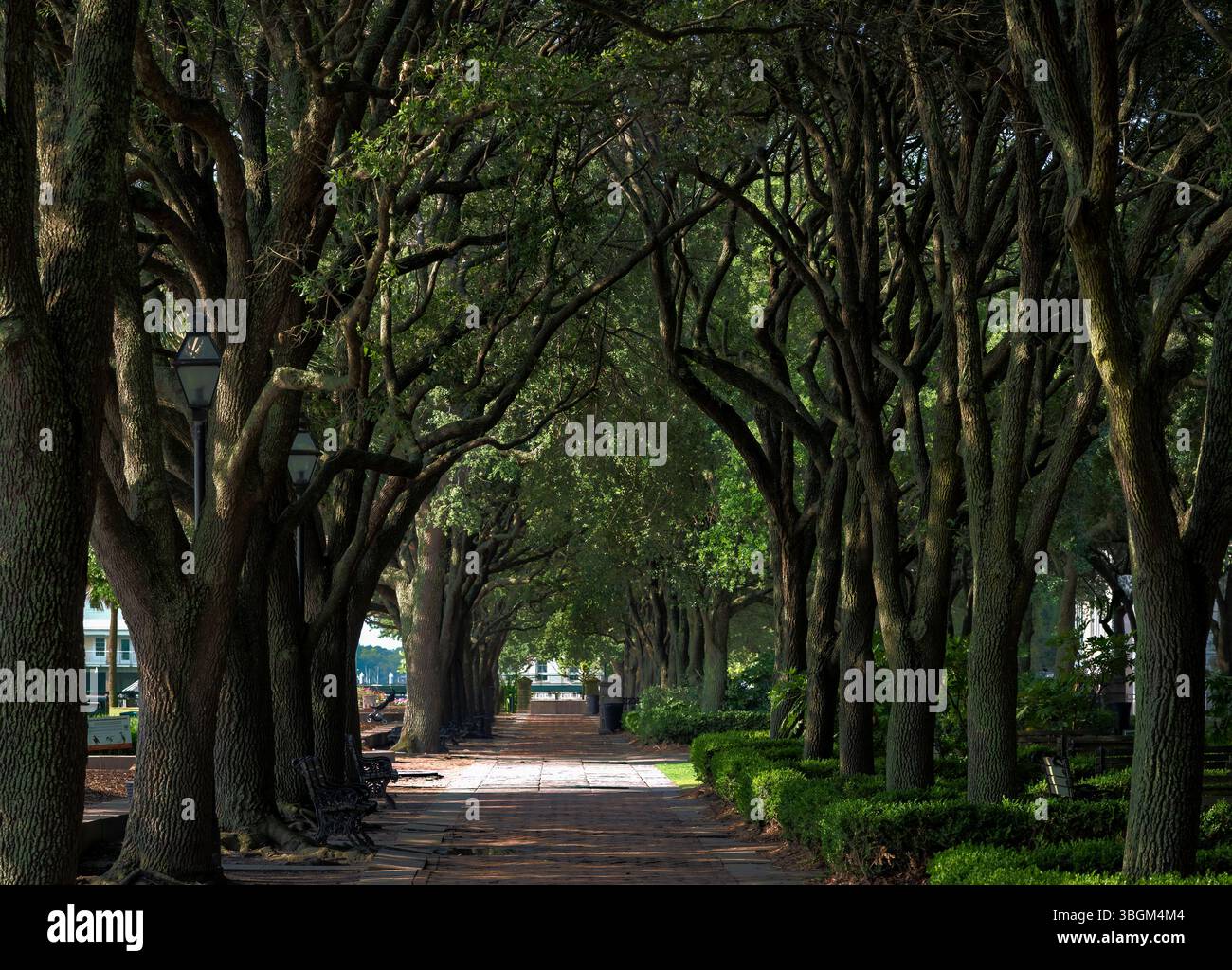Charming tree lined walking path in Waterfront Park Stock Photo - Alamy