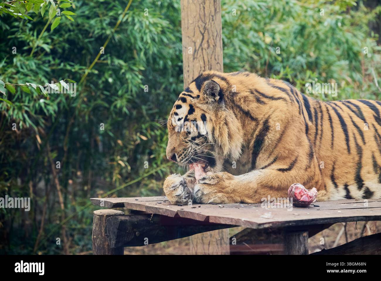 The Siberian tiger or Amur tiger eating quietly Stock Photo - Alamy