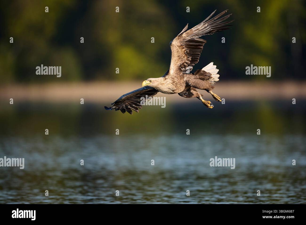 Eagle, white-tailed eagle, Haliaeetus albicilla, in flight Stock Photo
