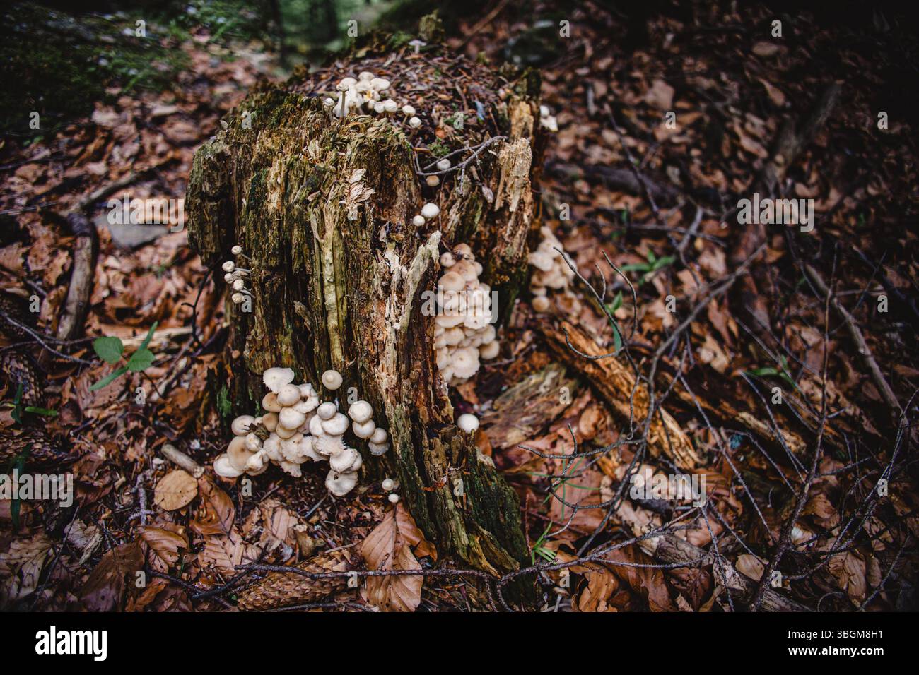 Photo with blurred background and selective focus. Wallpaper image. Clusters of delicate mushrooms sprout from the rough bark of an old tree trunk. Stock Photo