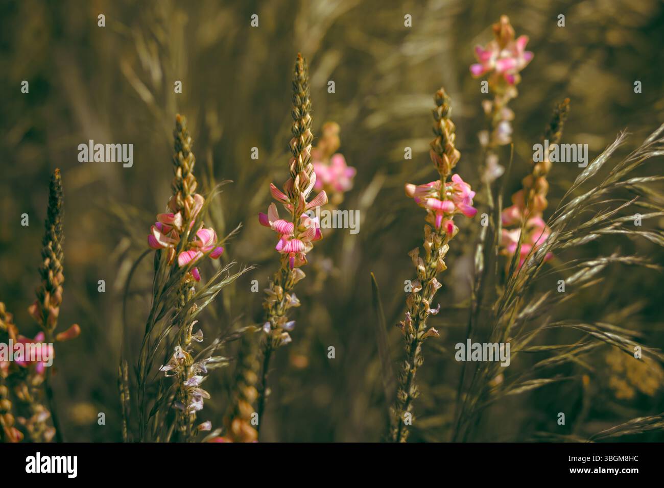 Delicate pink blossoms scatter gracefully, creating a soft, dreamy floral wallpaper with gentle pastel hues. Photo with blurred background. Stock Photo