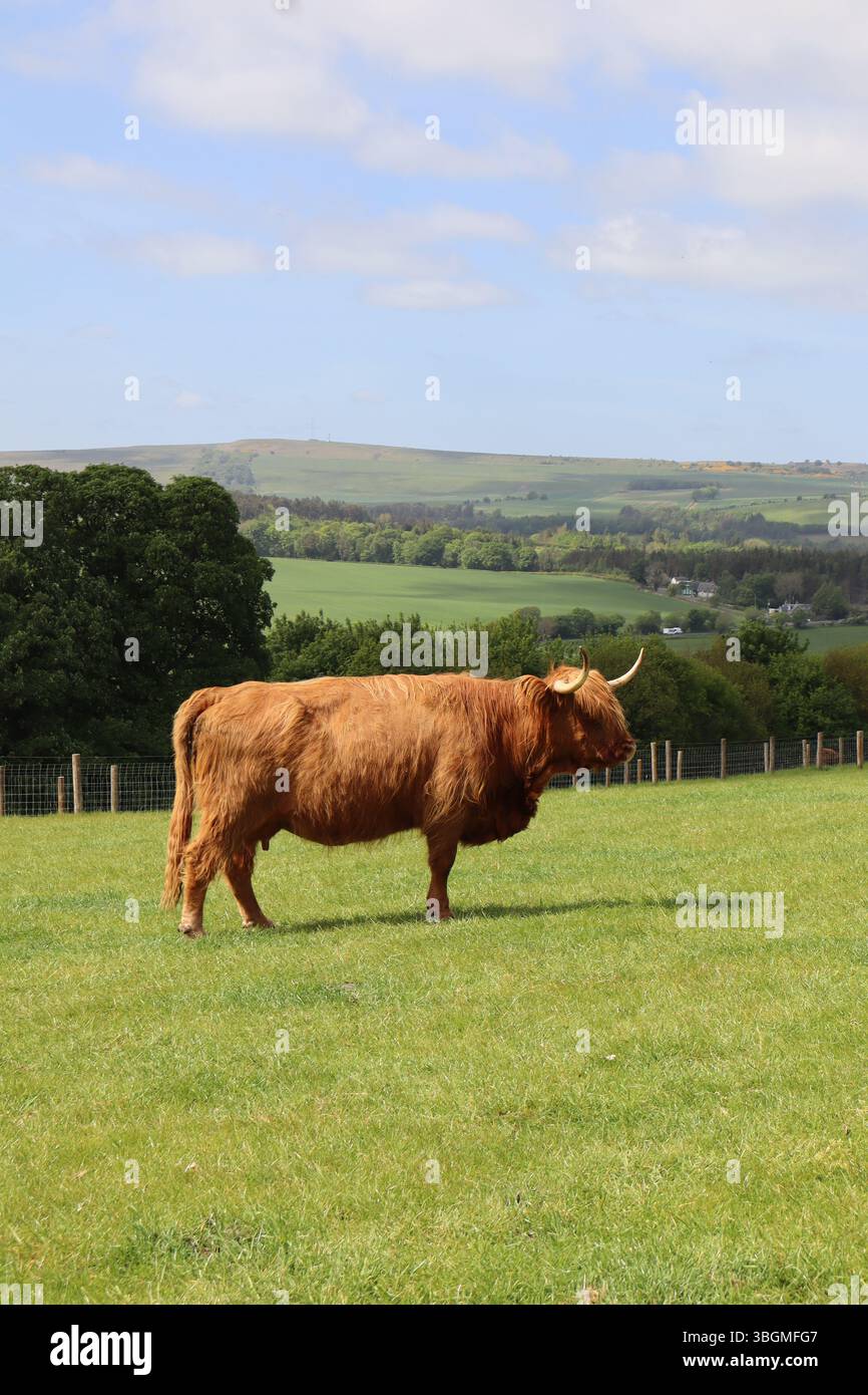 Highland cow standing in a scenic green pasture in Scotland Stock Photo ...