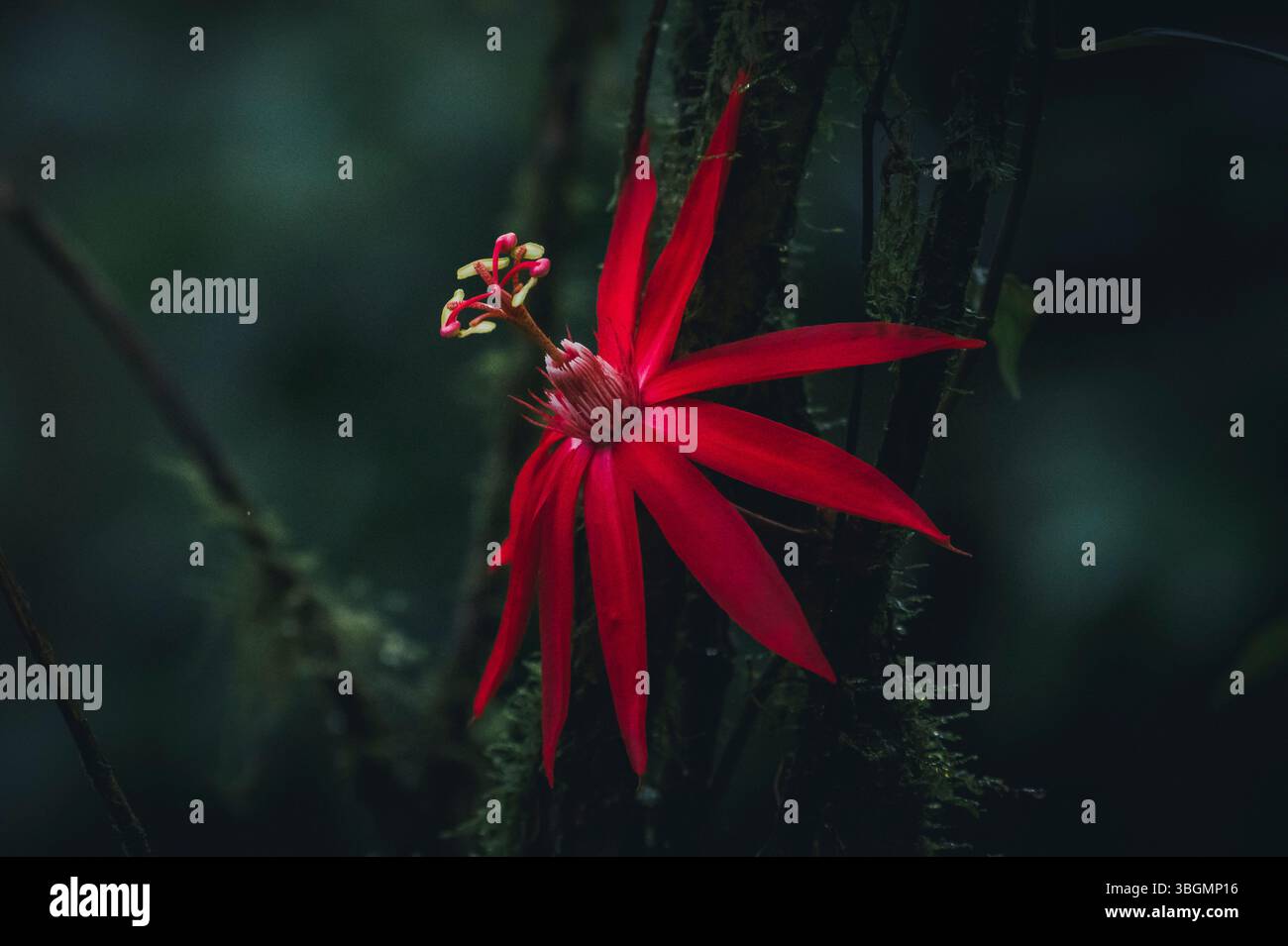 Stunning Passiflora Red Passion Photos