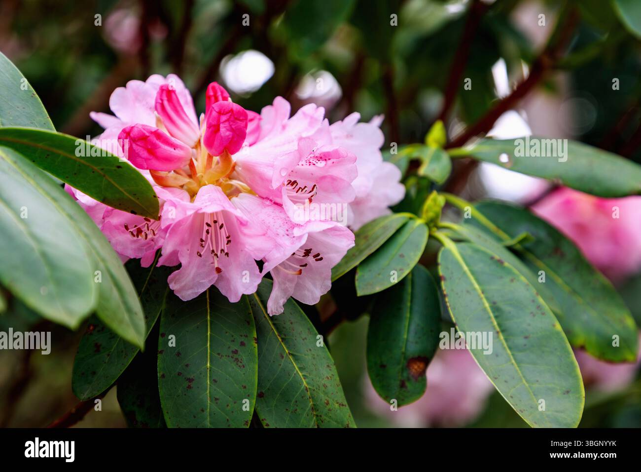 Rhododendron sutchuenense hi-res stock photography and images - Alamy