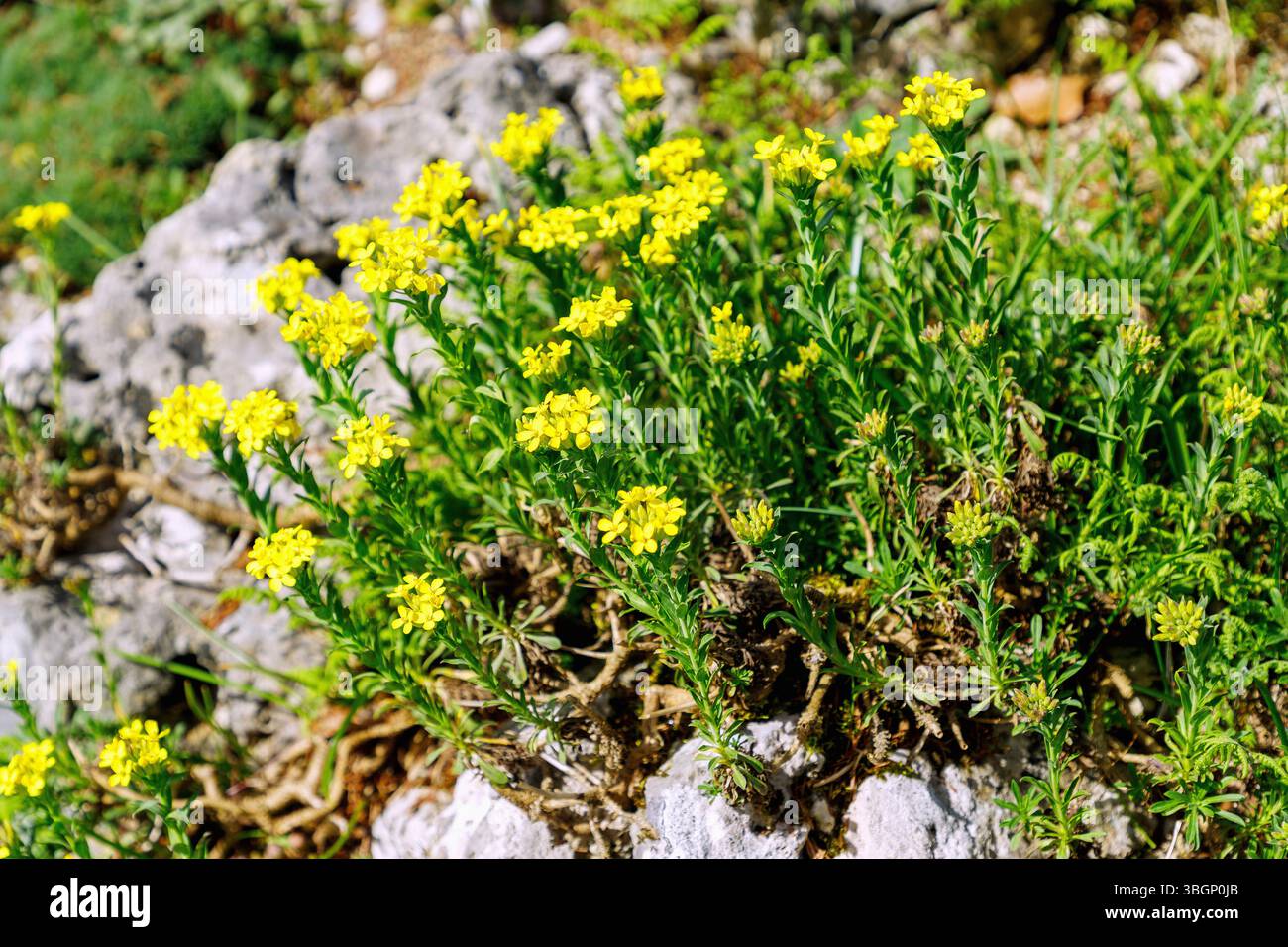 Bladderwort (Alyssoides utriculata, tubular bladderwort) Stock Photo