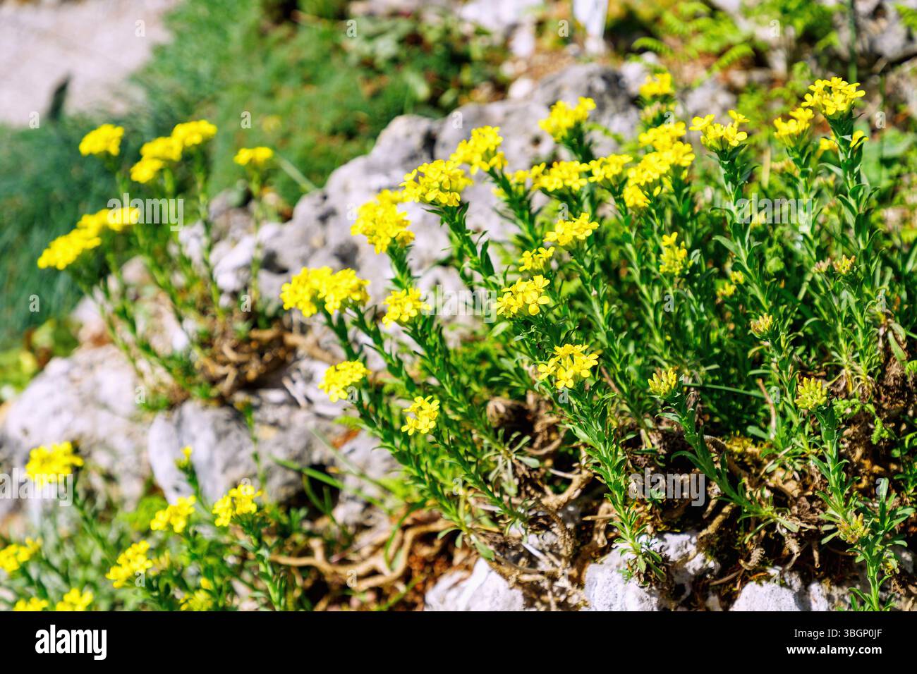 Bladderwort (Alyssoides utriculata, tubular bladderwort) Stock Photo