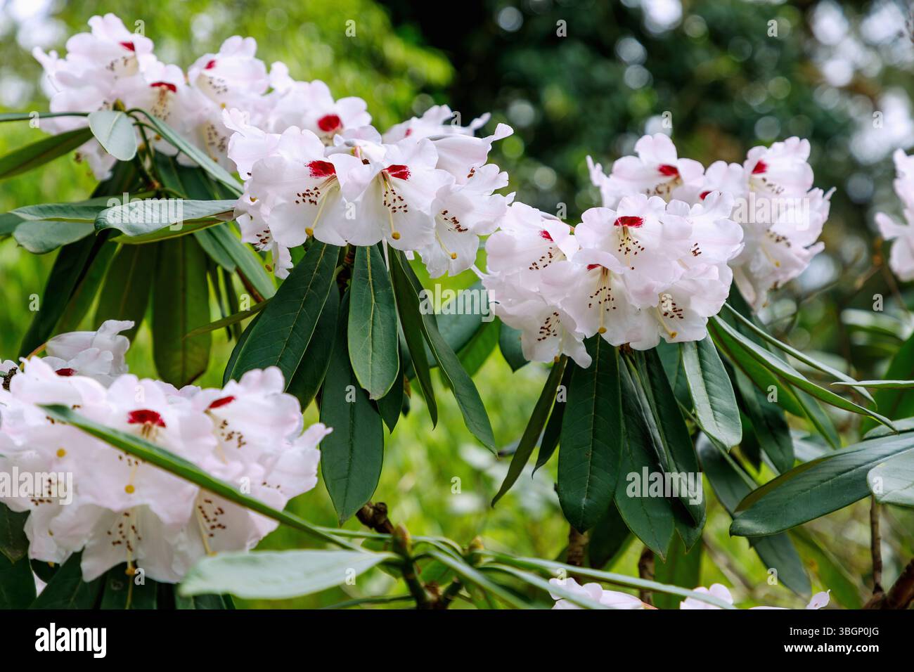flowering magnificent rhododendron (Rhododendron calophytum Franchet Stock  Photo - Alamy