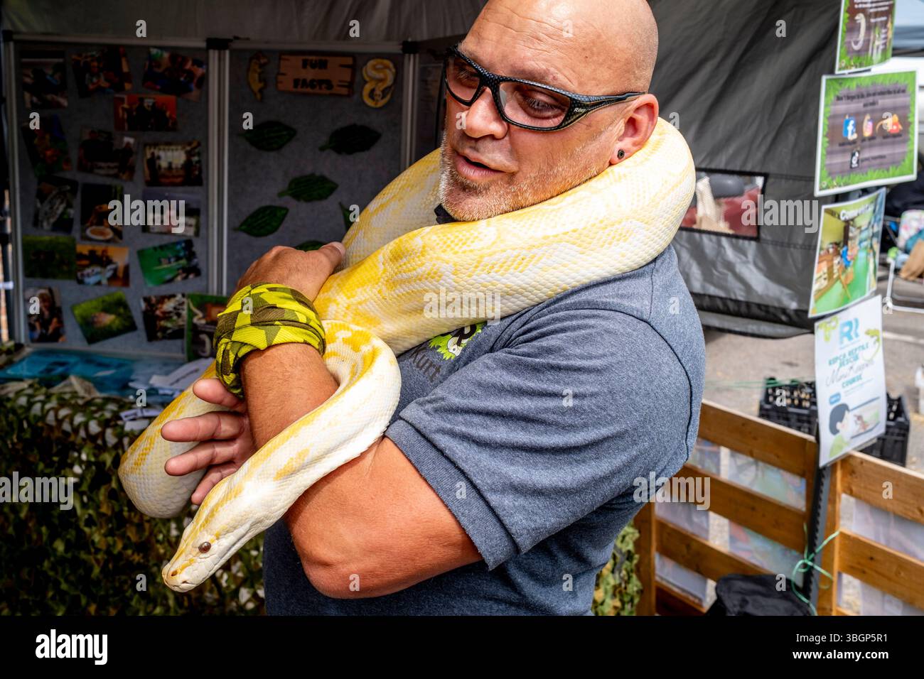A Man Holds A Burmese Python At The Steyning Country Fair, (The Snake Was Brought To The Fair By Guile's Reptiles) Steyning, West Sussex, UK. Stock Photo