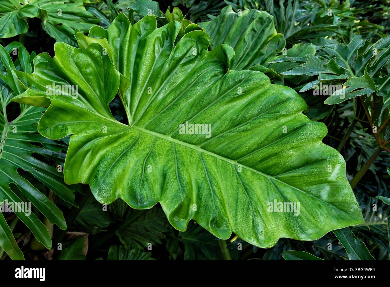 ligustrum golden Howardi Ligustrum, Golden Wax Leaf Privet main image 0