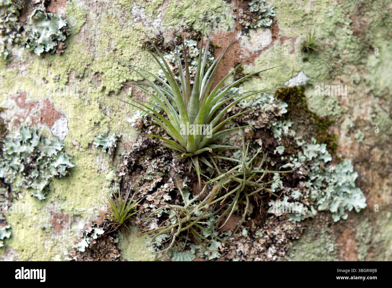 Tillandsia air plants on hi-res stock photography and images - Alamy