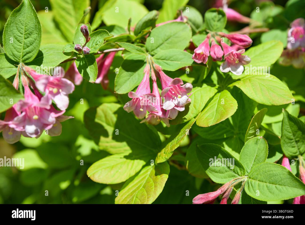 Pink blossoms of Weigela florida in close detail, showing soft petals and natural patterns of this spring-flowering shrub, ideal for floral compositio Stock Photo