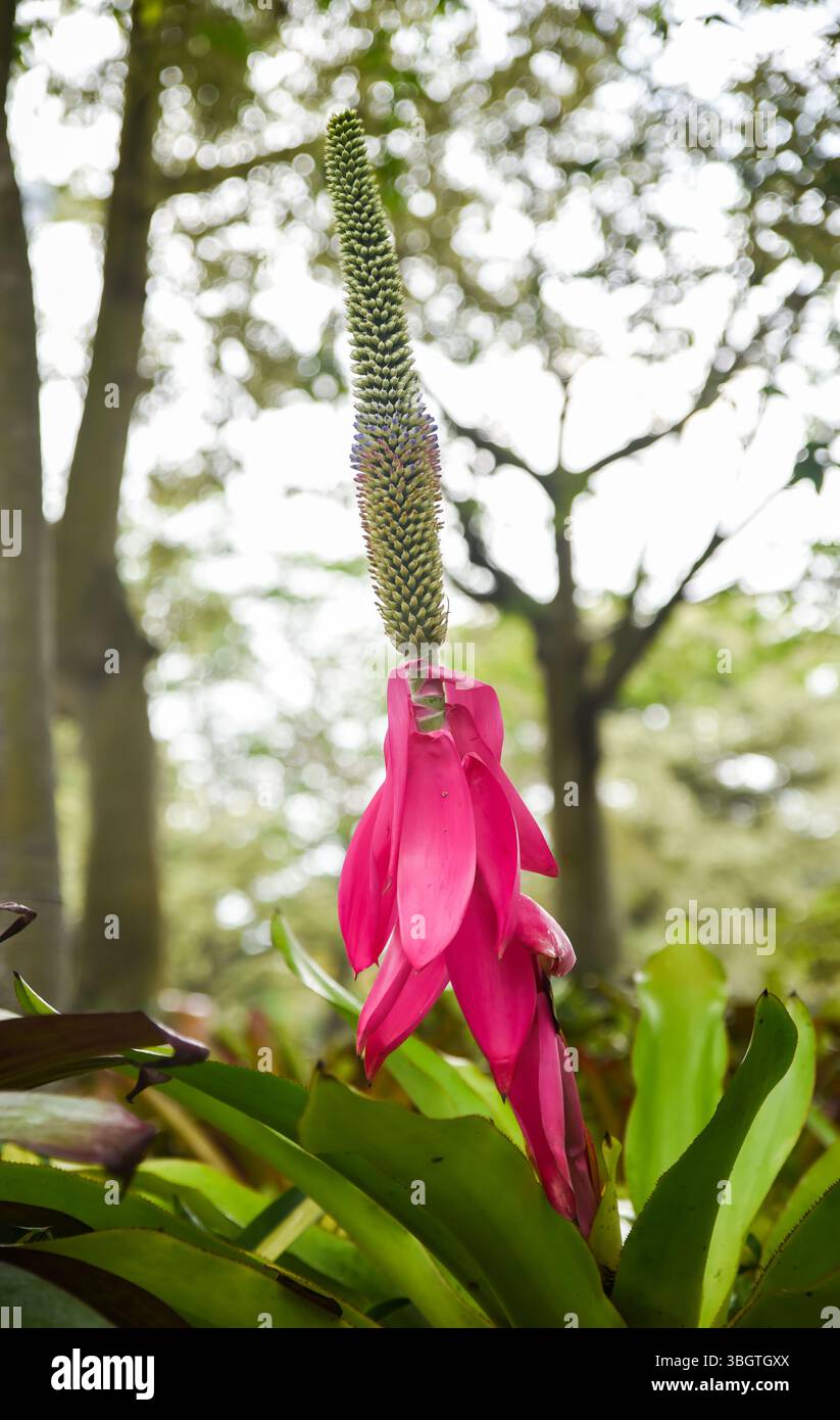 Bright pink bracts and tall inflorescence of Vriesea imperialis ...
