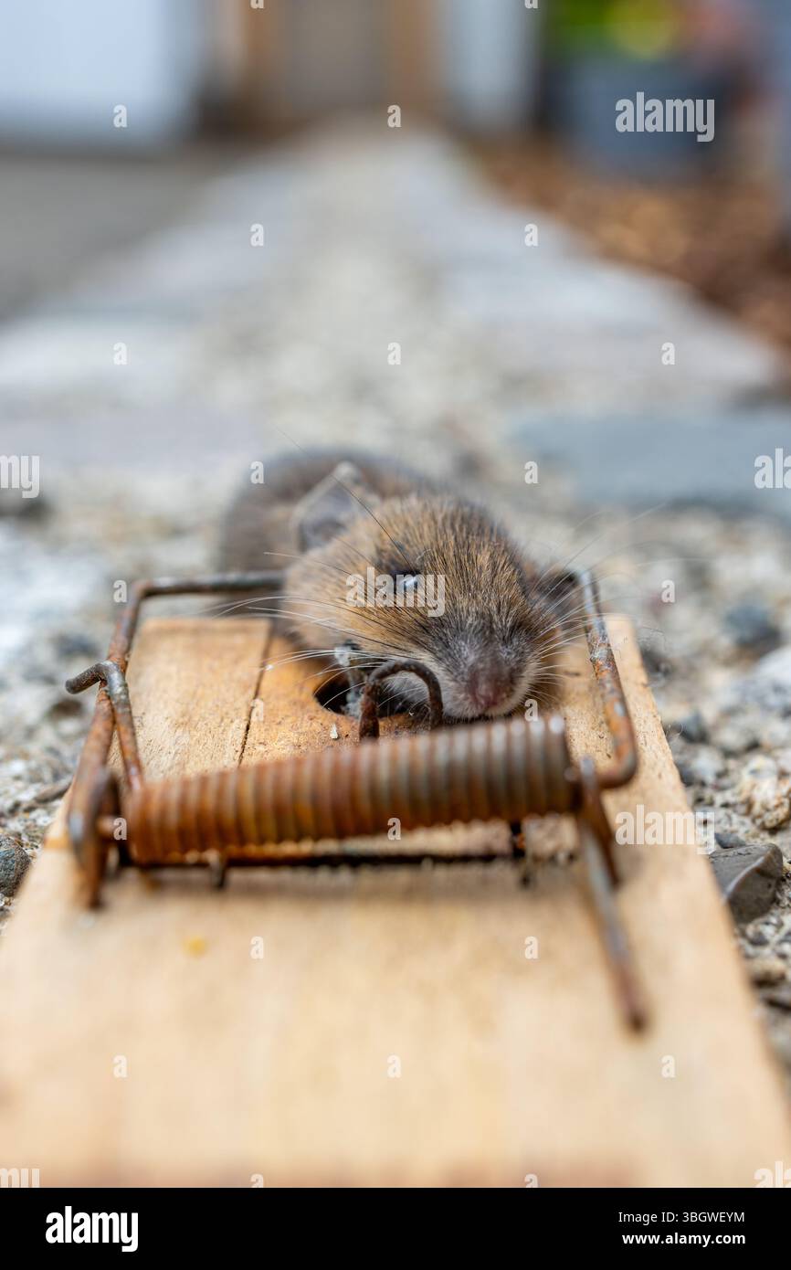 Mausefalle im Einsatz Stock Photo