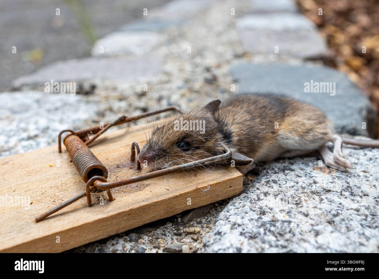 Mausefalle im Einsatz Stock Photo