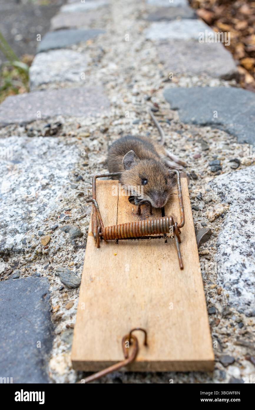 Mausefalle im Einsatz Stock Photo