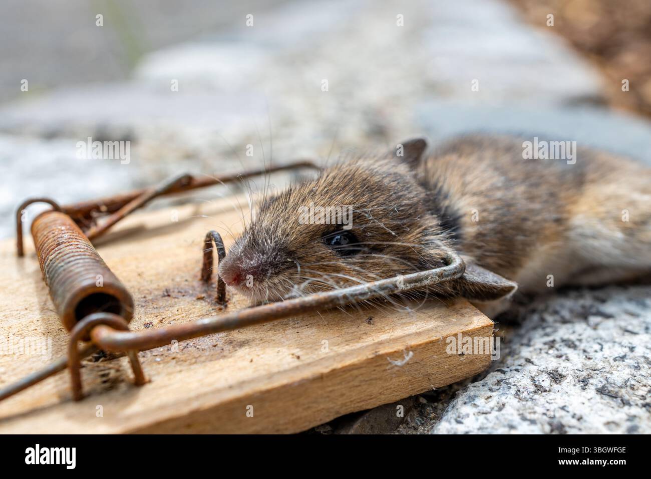 Mausefalle im Einsatz Stock Photo