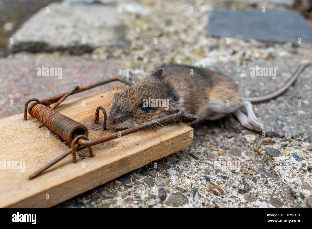 Mausefalle im Einsatz Stock Photo
