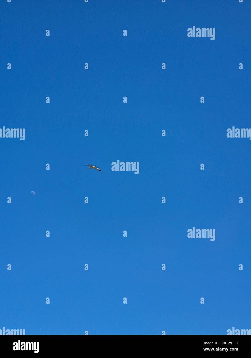 A seagull soars high in the sky. Sunny day.  Summer - Smartphone Captured Stock Image