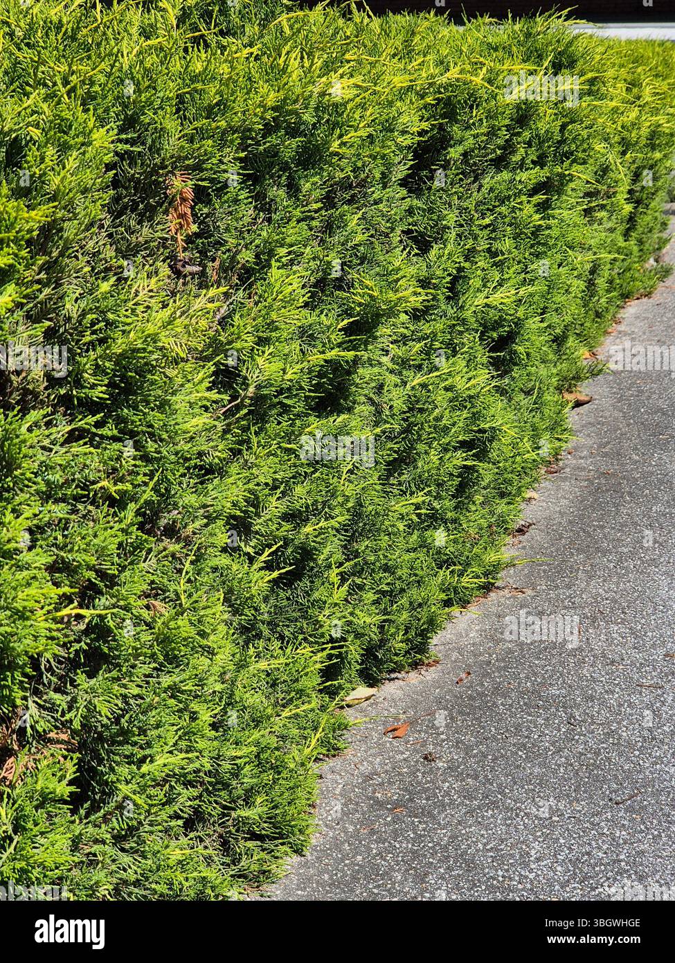 Dense planting of ornamental green thuja bushes. bright fence - Smartphone Captured Stock Image