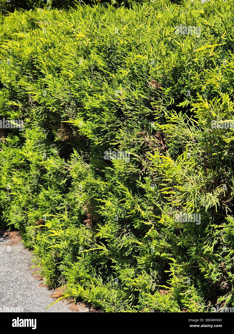 Dense planting of ornamental green thuja bushes. bright fence - Smartphone Captured Stock Image
