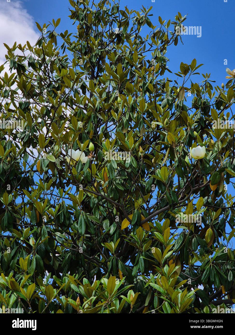 Magnolia grandiflora. tree with flowers. springtime - Smartphone Captured Stock Image