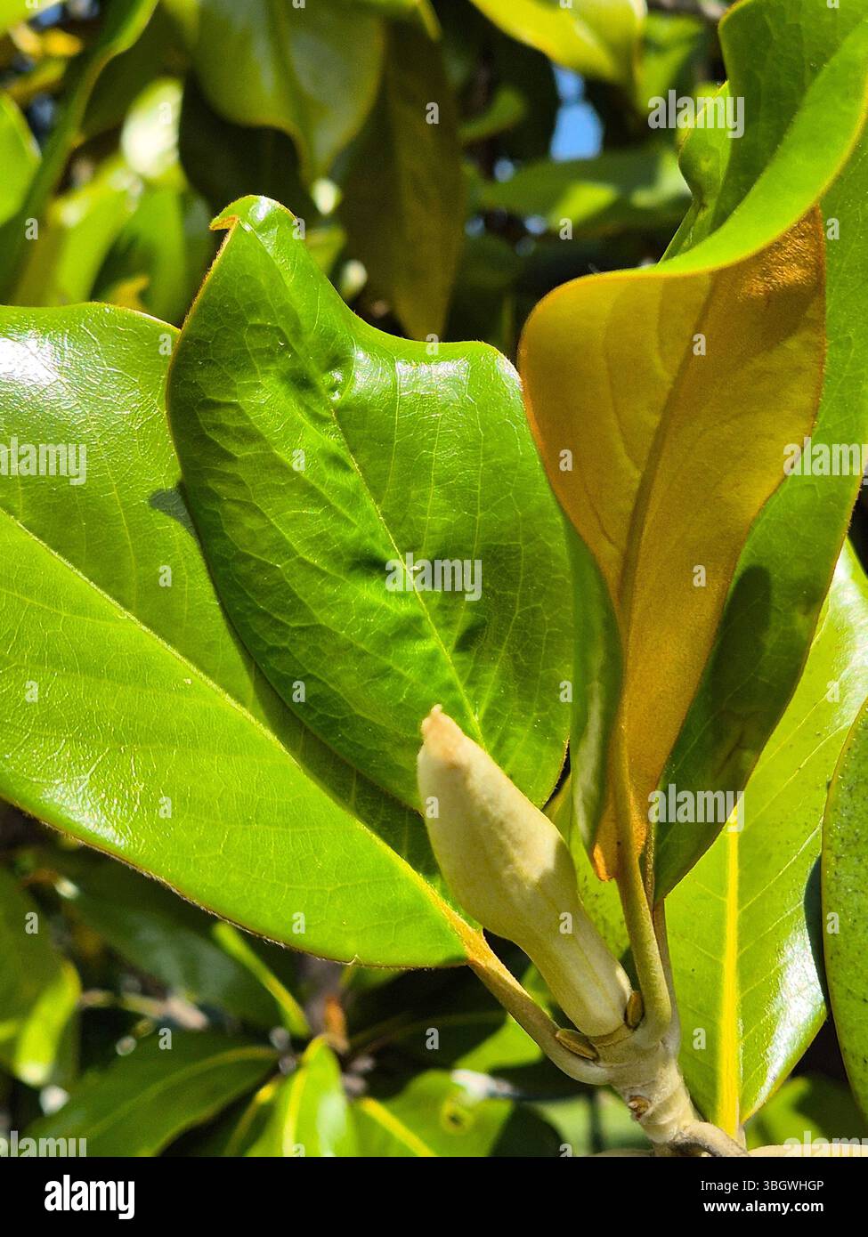 Among the leaves, a flower bud of a magnolia grandiflora - Smartphone Captured Stock Image