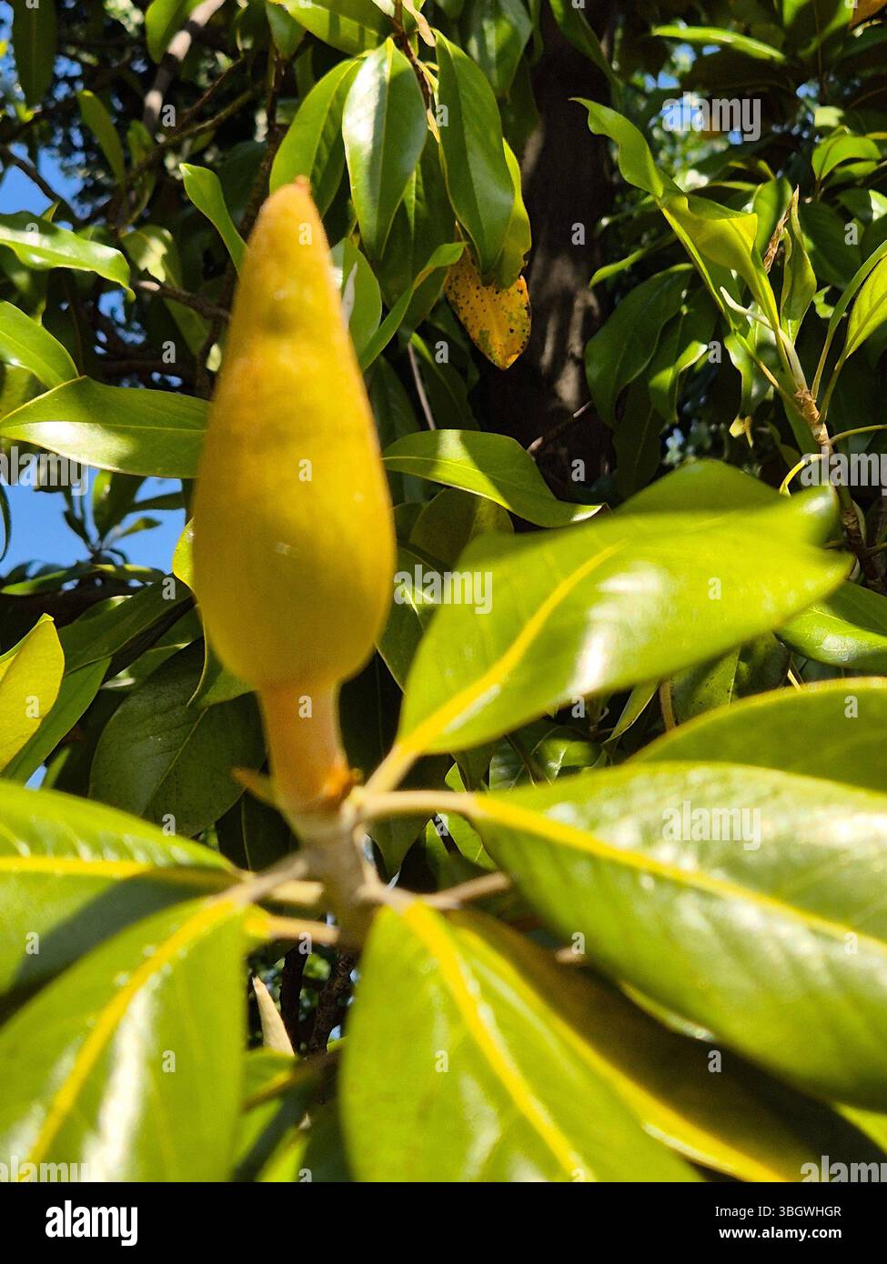 Among the leaves, a flower bud of a magnolia grandiflora - Smartphone Captured Stock Image