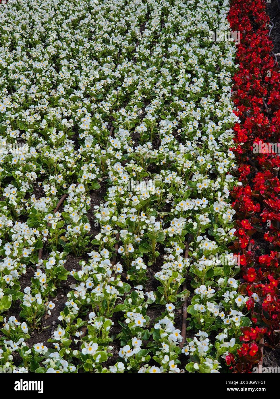 Flowerbed with white and red flowers. beautiful flowers in the garden. - Smartphone Captured Stock Image