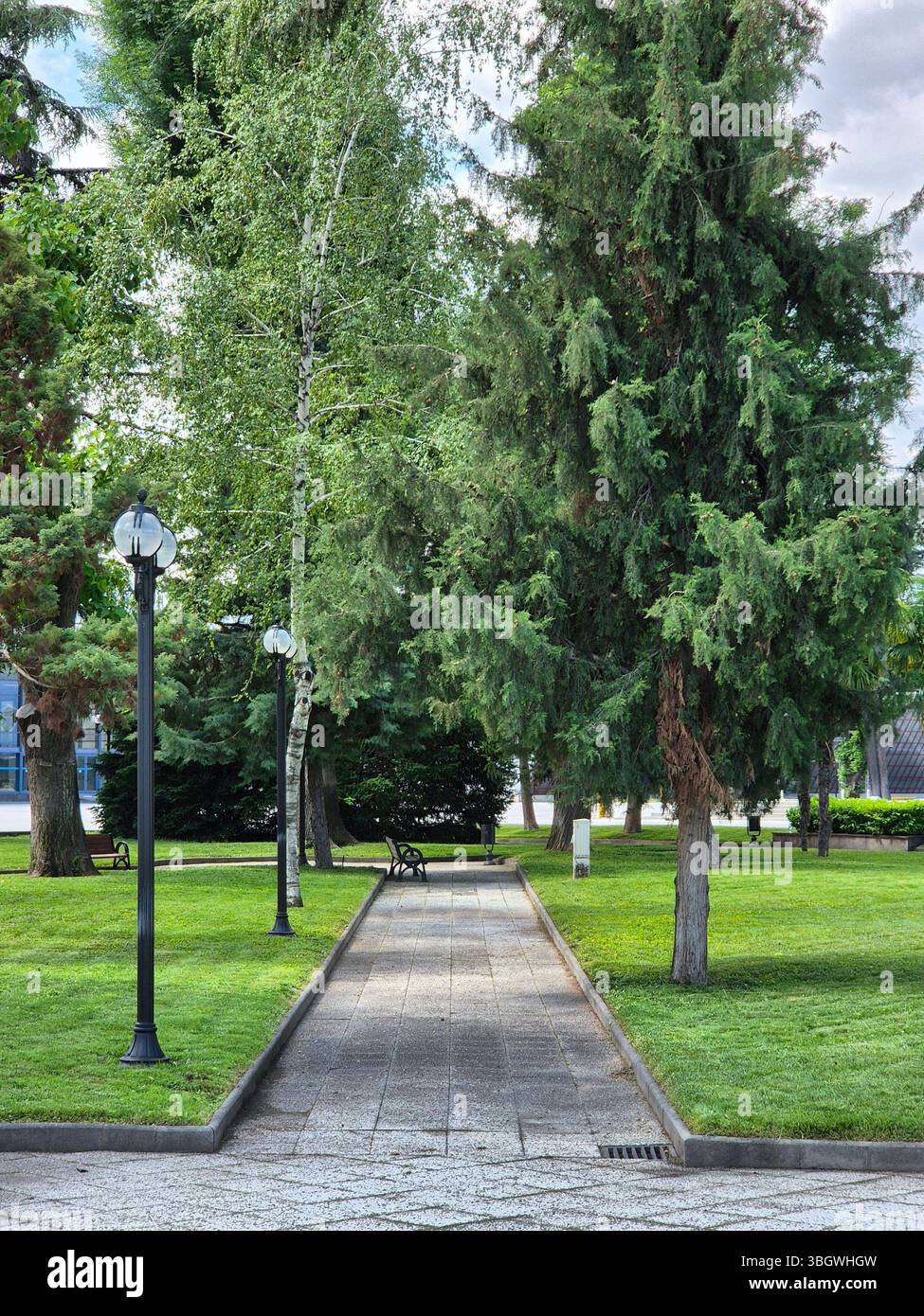 Alley between trees in the park. beautiful view of the alley between the trees in the park - Smartphone Captured Stock Image