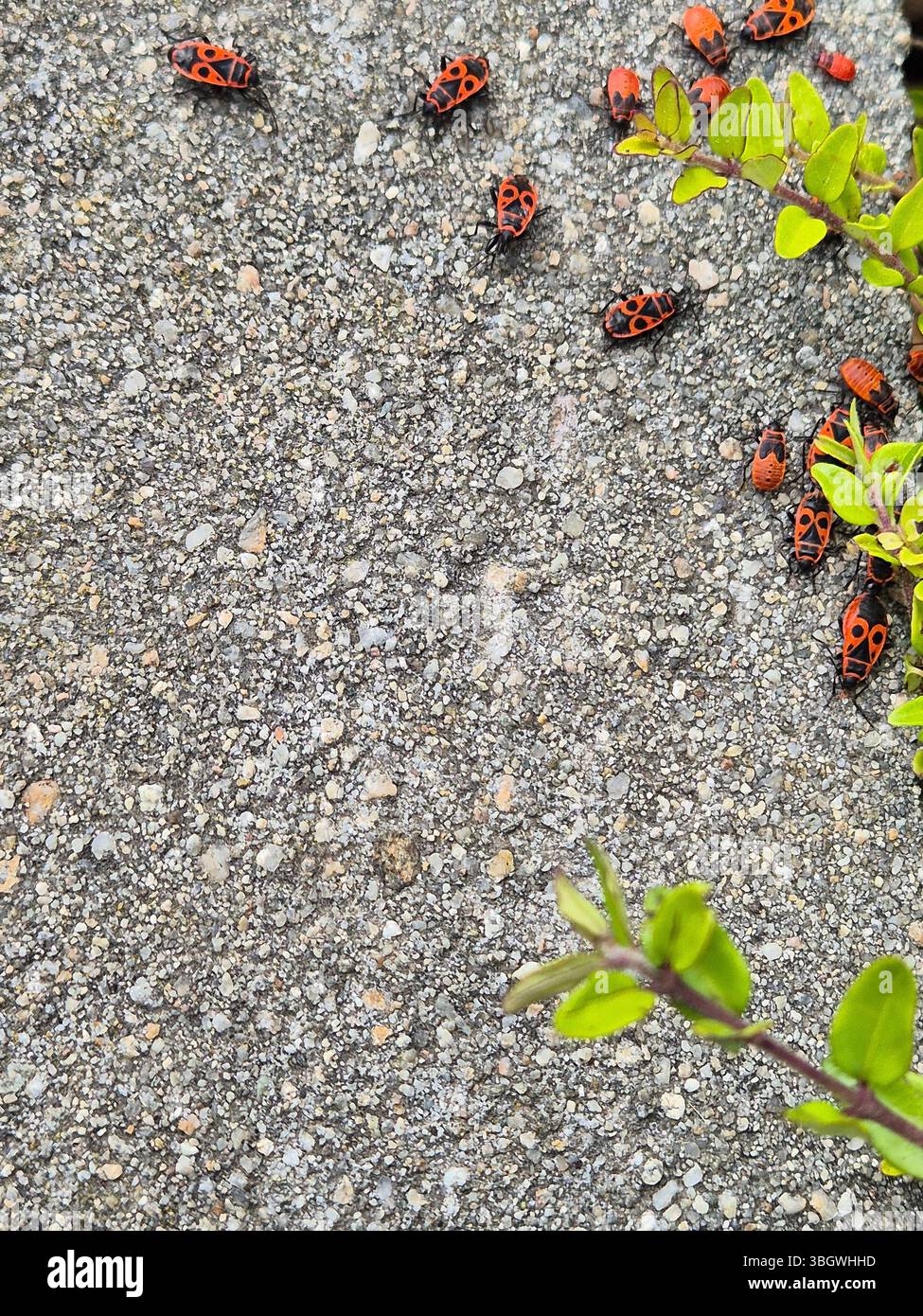 Soldier bugs on the ground close up - Smartphone Captured Stock Image