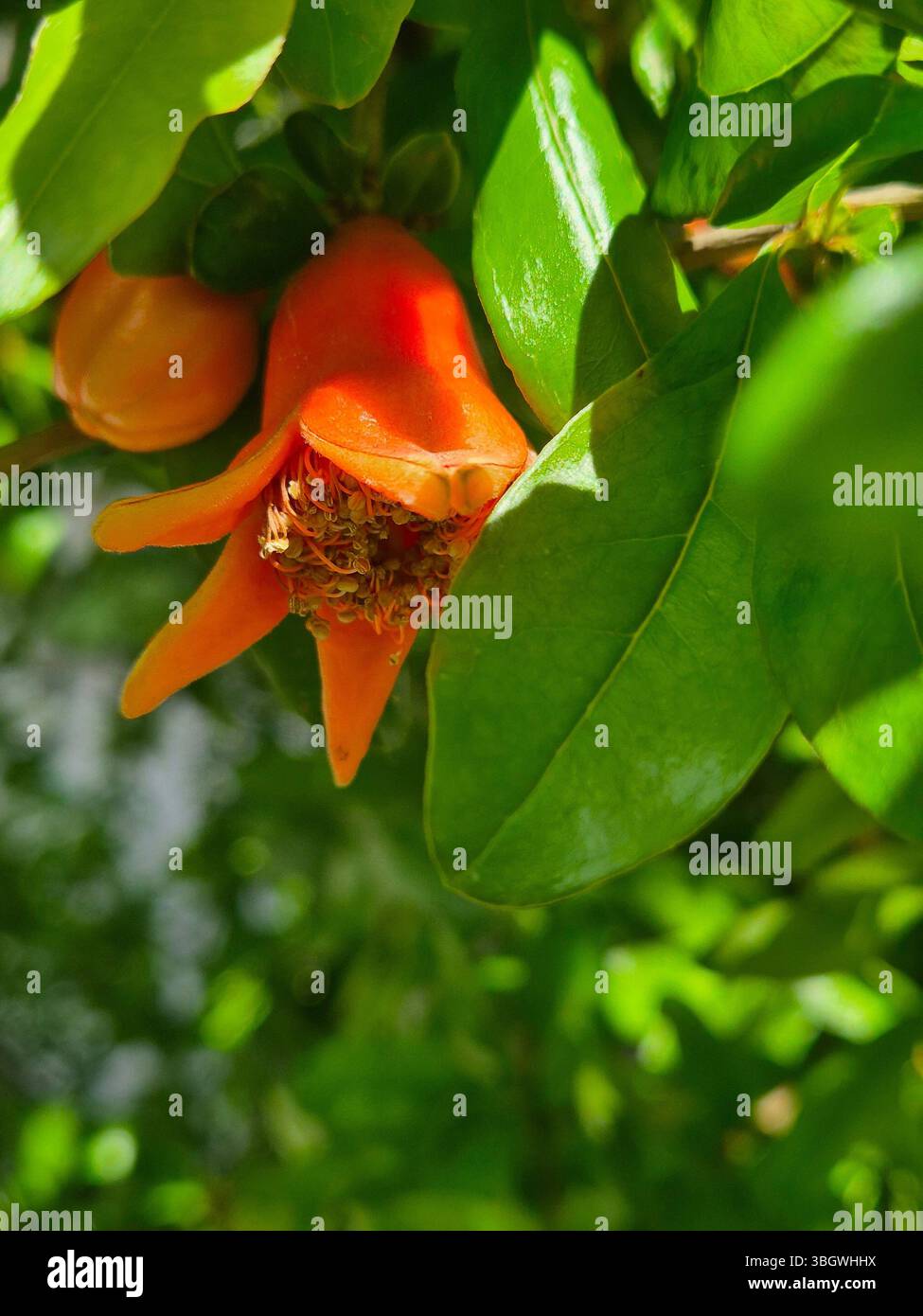 Close up of pomegranate flower among green leaves - Smartphone Captured Stock Image