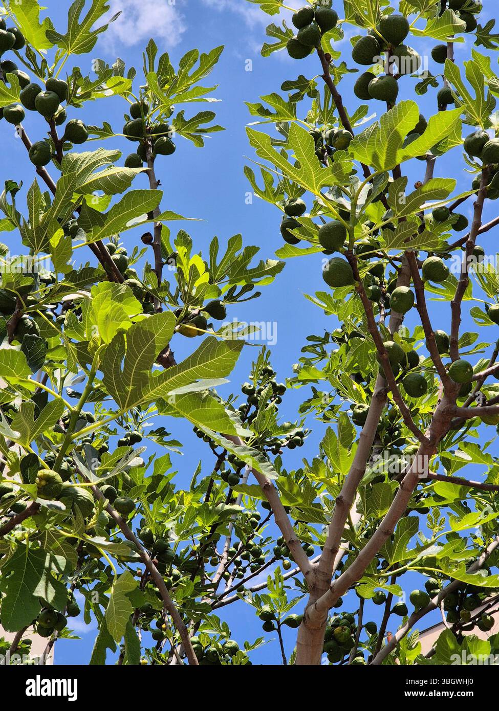 Unripe figs on a tree against a blue sky Stock Photo