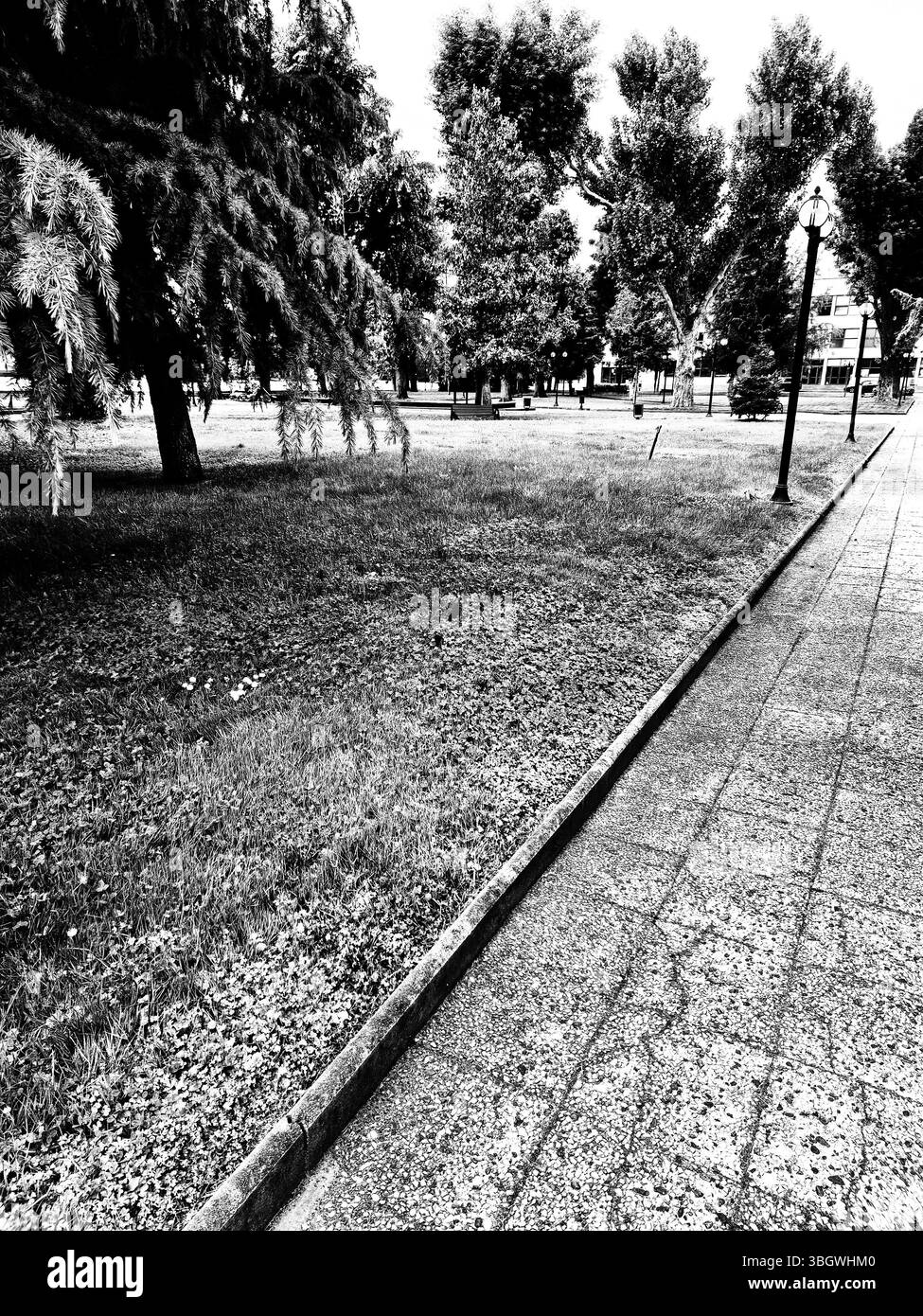 Black and white photo of beautiful landscape in the park. - Smartphone Captured Stock Image