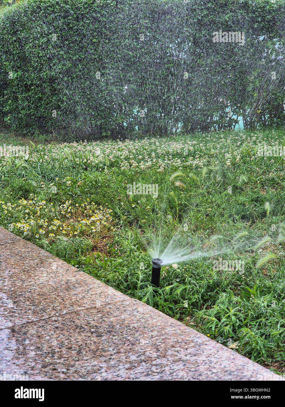 Automatic watering of green grass and bushes - Smartphone Captured Stock Image