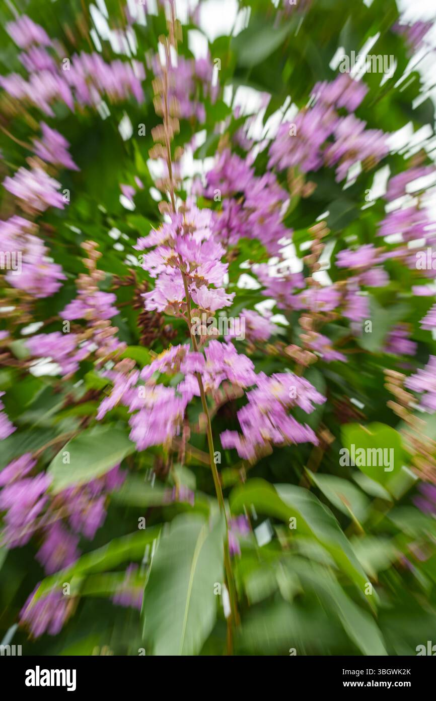 pink flowers with speed motion feel Stock Photo