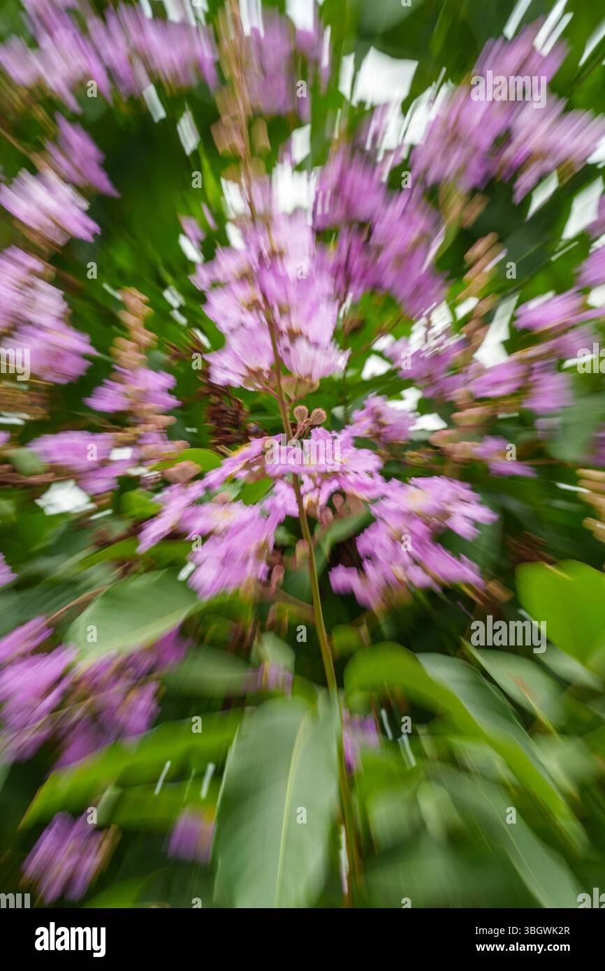 pink flowers with speed motion feel Stock Photo