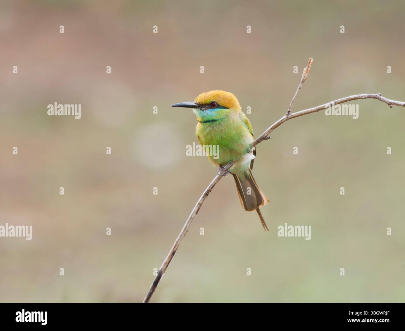Asian Green Bee Eater Merops orientalis Southern Thailand BI045244 Stock Photo