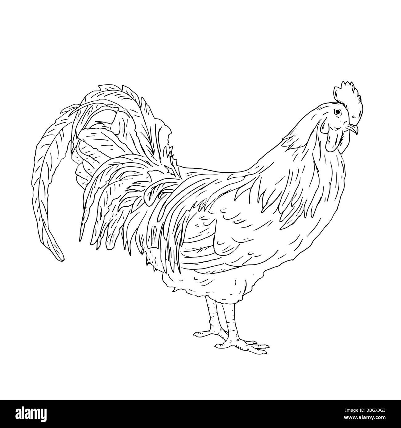 Rooster with a fluffy tail, domestic farm bird, black and white ink sketch. Vector illustration. Rustic animals, isolated on a white background. For k Stock Vector