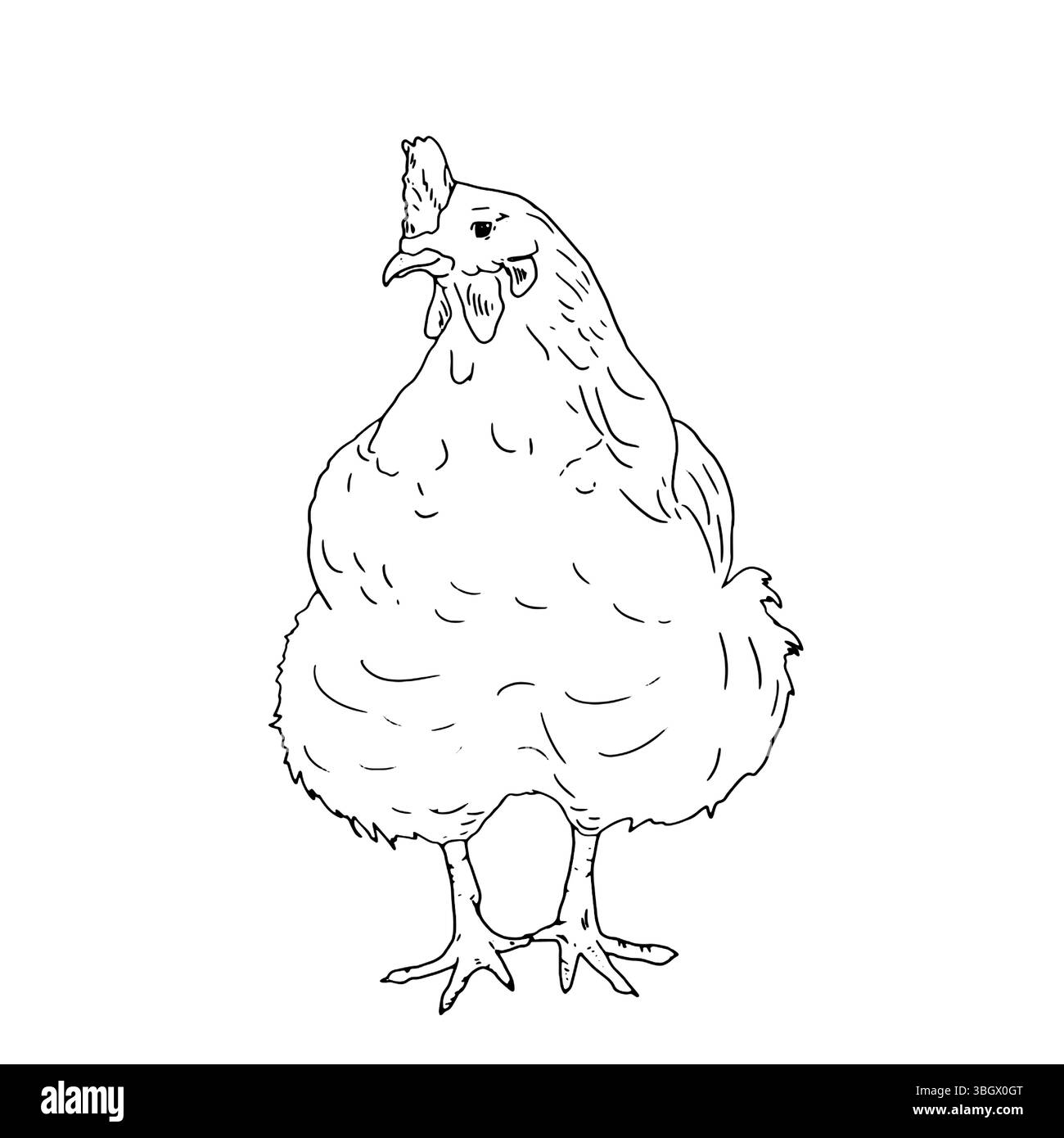 Chicken, domestic farm bird, black and white ink sketch. Vector illustration. Rustic animals, isolated on a white background. For kitchen, textile, pa Stock Vector