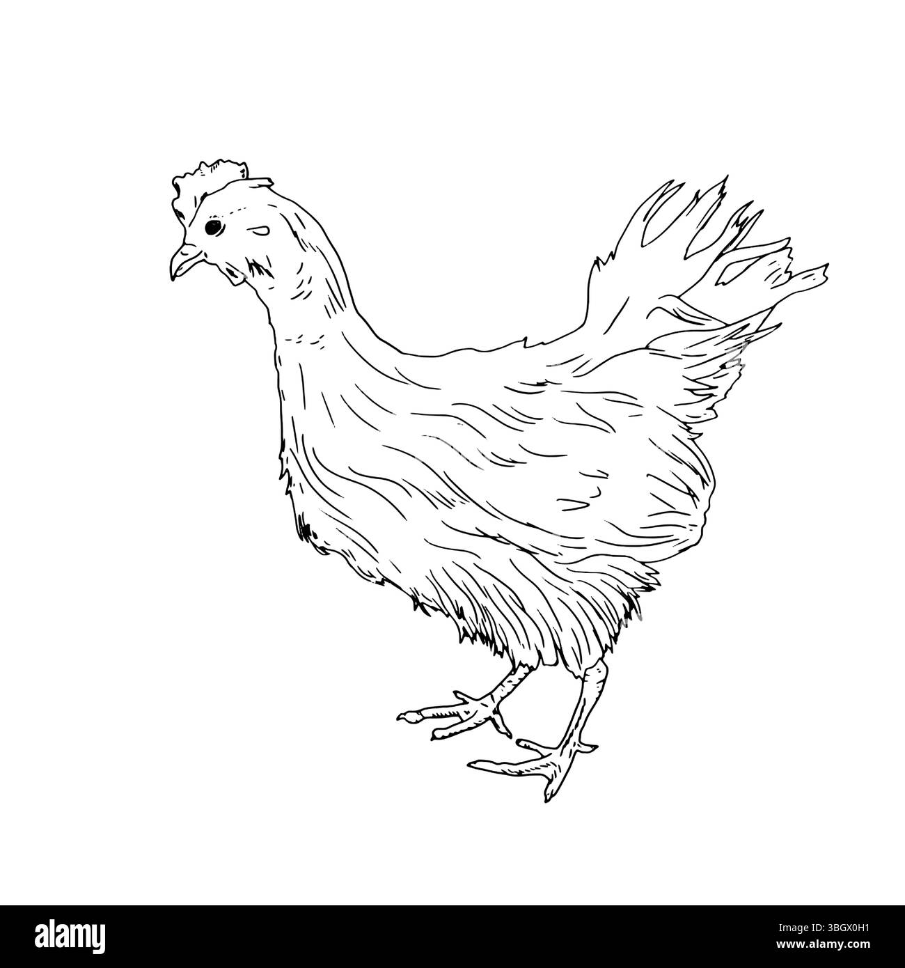 Chicken, domestic farm bird, black and white ink sketch. Vector illustration. Rustic animals, isolated on a white background. For kitchen, textile, pa Stock Vector