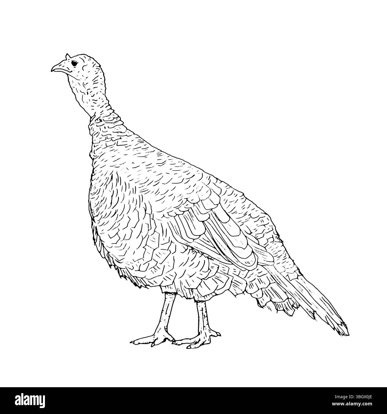 A ruffled turkey with a fluffy tail, domestic farm bird, black and white ink sketch. Vector illustration. Rustic animals, isolated on a white backgrou Stock Vector