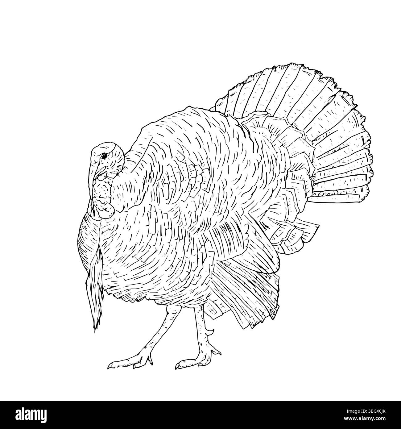 A ruffled turkey with a fluffy tail, domestic farm bird, black and white ink sketch. Vector illustration. Rustic animals, isolated on a white backgrou Stock Vector
