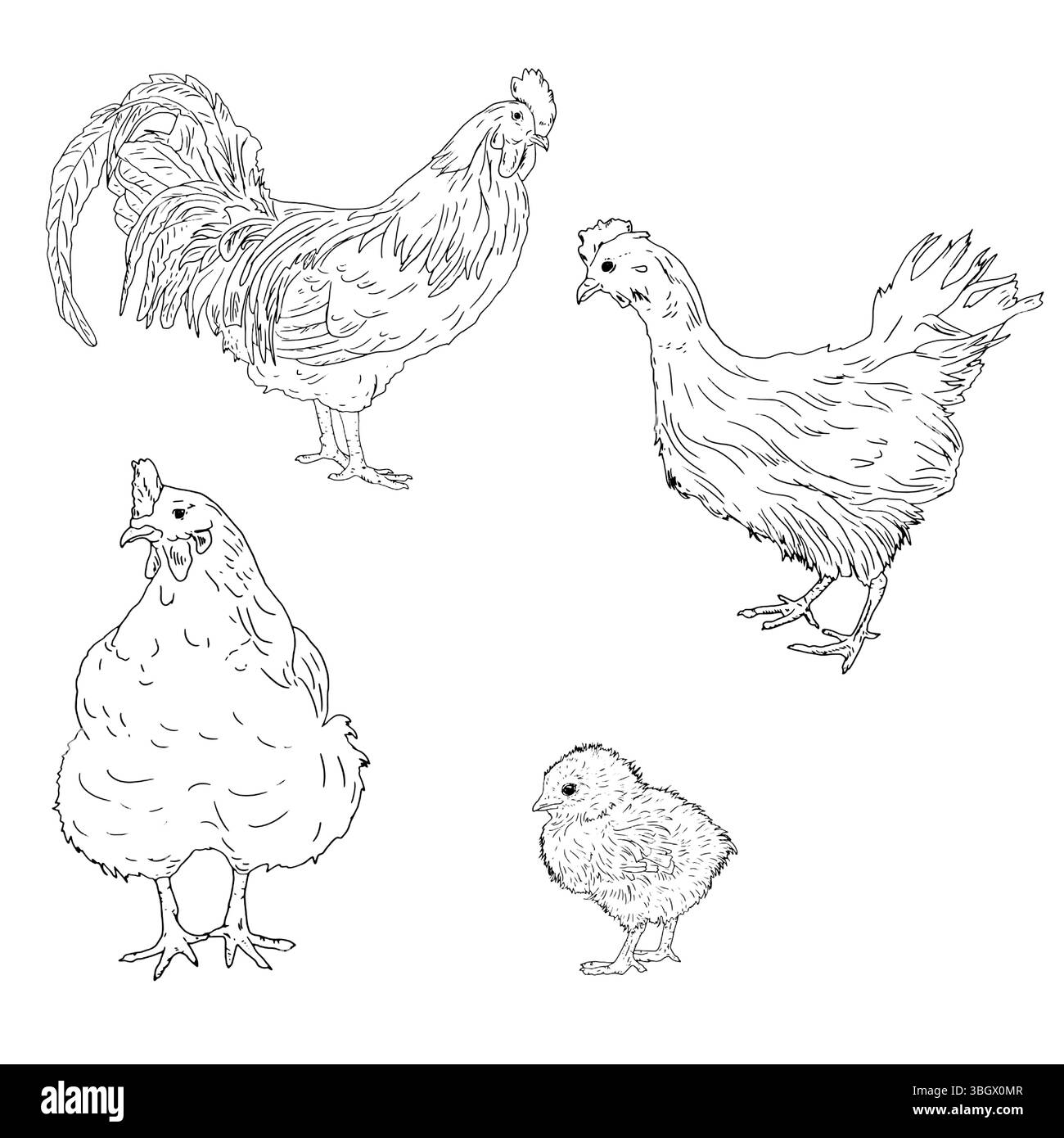 Chicken and rooster , chicken, domestic farm bird, black and white ink sketch. Vector illustration. A set of rustic animals, isolated on a white backg Stock Vector